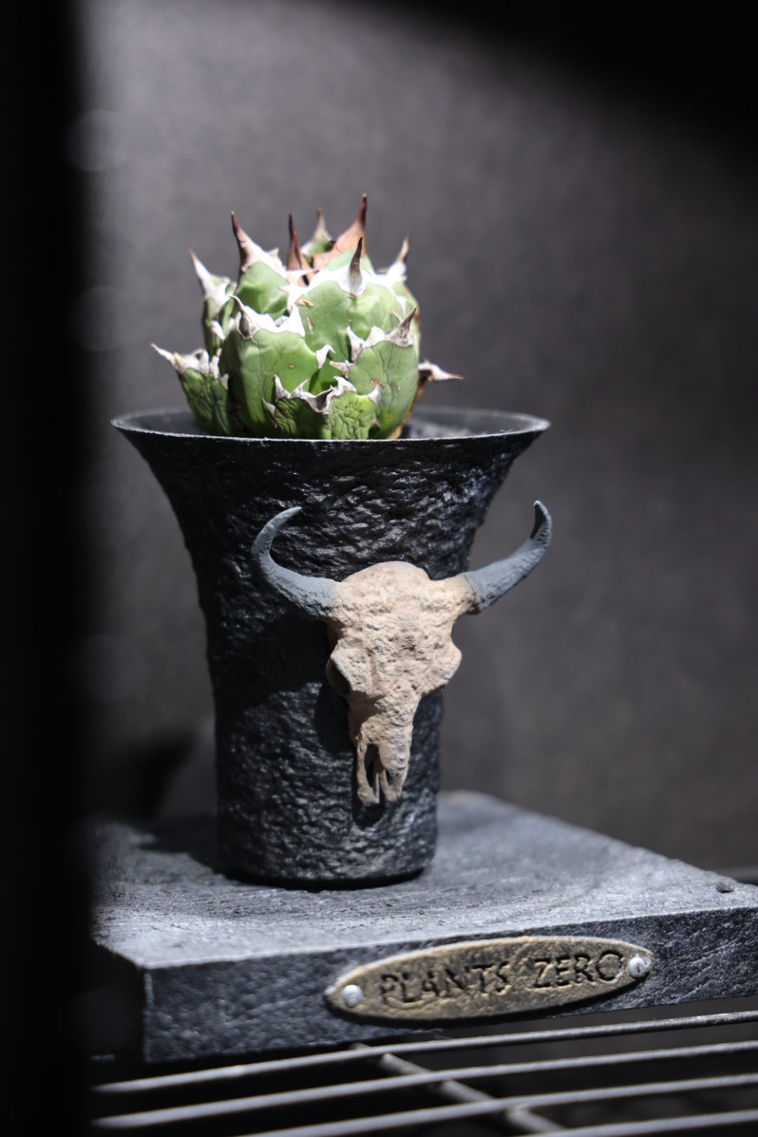 lobindon 鉢skull pot agave セット