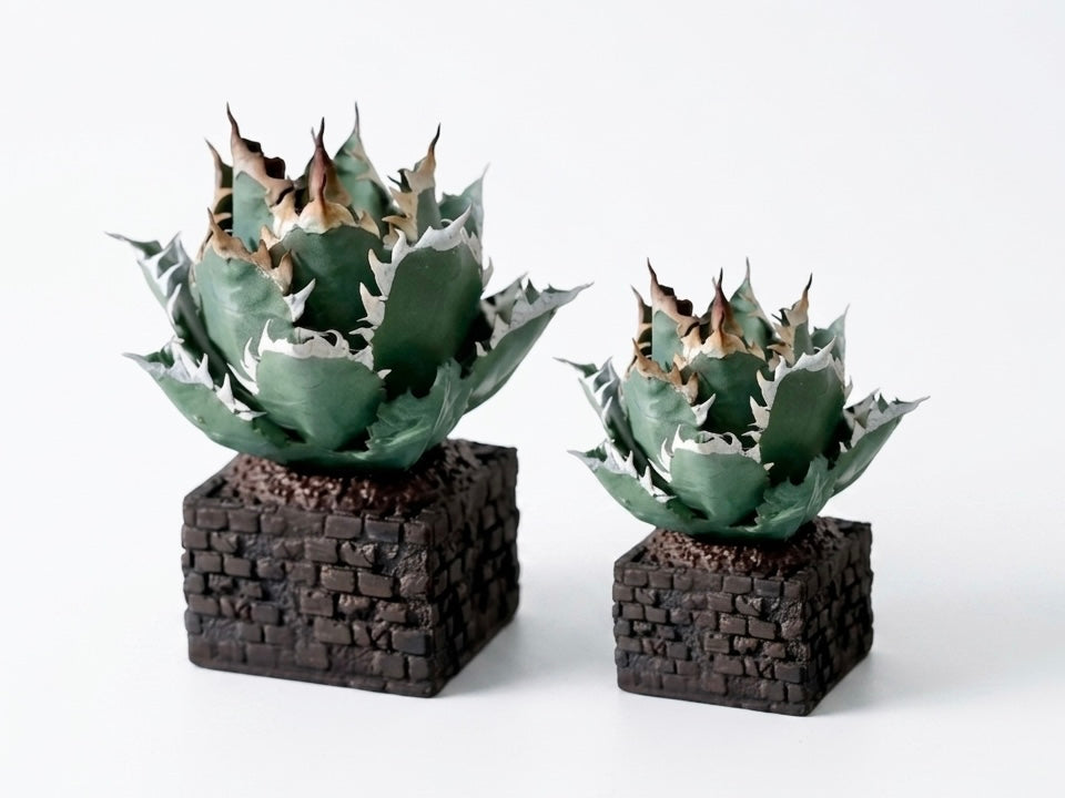 アガベ レッドキャットウィーズル アガベ チタノタ レッド・キャットウィーズル / Agave titanota 'Red Ca