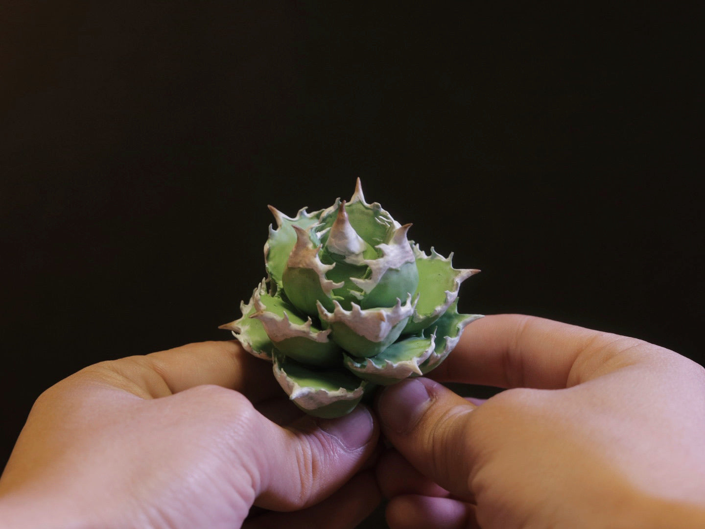 アガベフィギュア 南アフリカダイヤモンド – LOBINDON