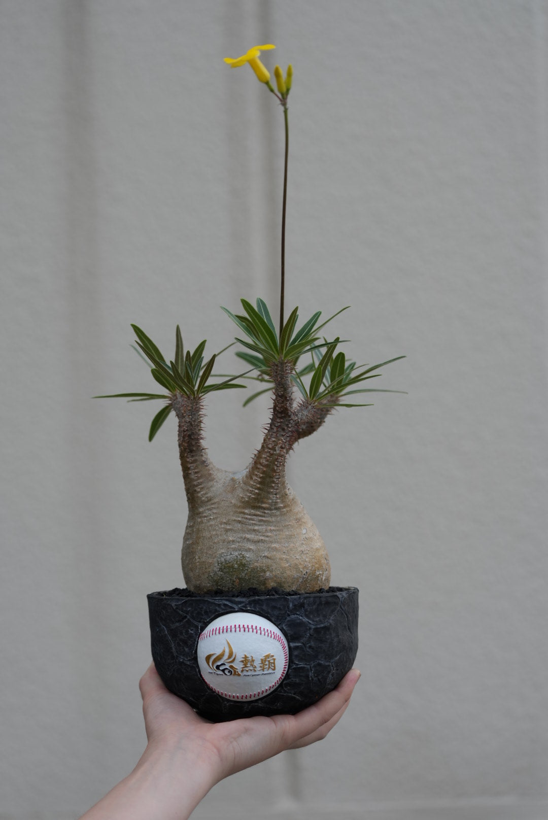 阪神タイガースPOT　熱覇