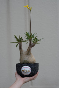 阪神タイガースPOT　熱覇