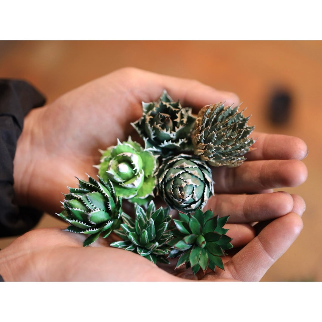 ミニチュア アガベCセット – LOBINDON