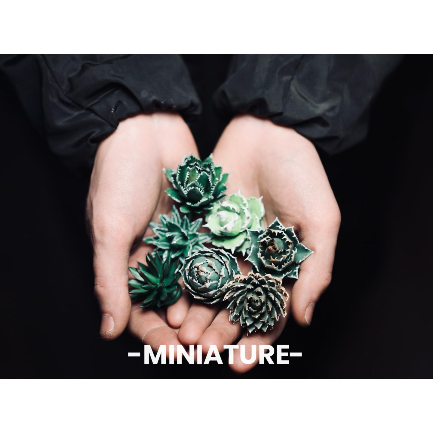 アガベBセット ミニチュア アガベBセット – LOBINDON