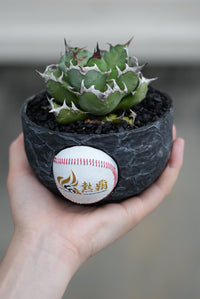 阪神タイガースPOT　熱覇