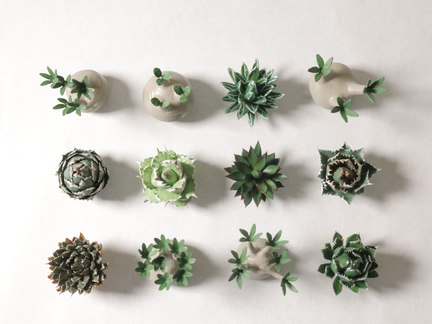 夏休み特別企画！アガベ希少品種18種セット☆５セット限定・残り２セット ミニチュア アガベAセット – LOBINDON