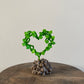 Dioscorea Mexicana Figure Heart Ssize
