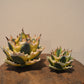 Agave Figure Black Msize