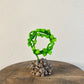 Dioscorea Mexicana Figure Circle Ssize